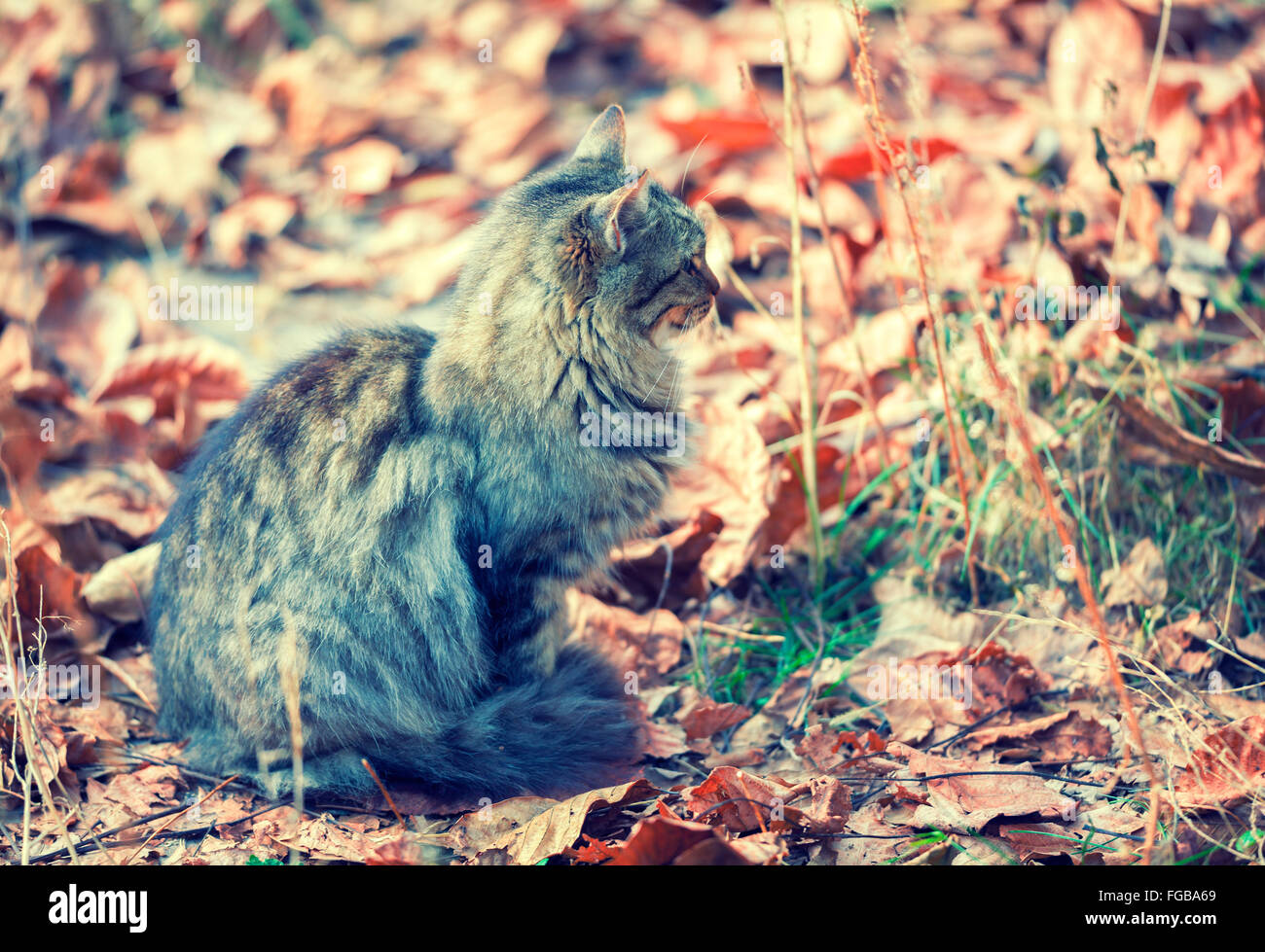 Vintage portrait of siberian cat sitting on the fallen leaves in autumn ...