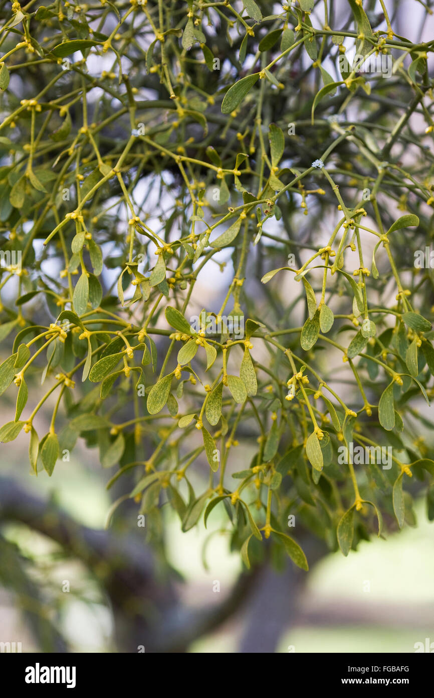 Viscum album.. Mistletoe plant growing on Sorbus Sargentiana Stock Photo