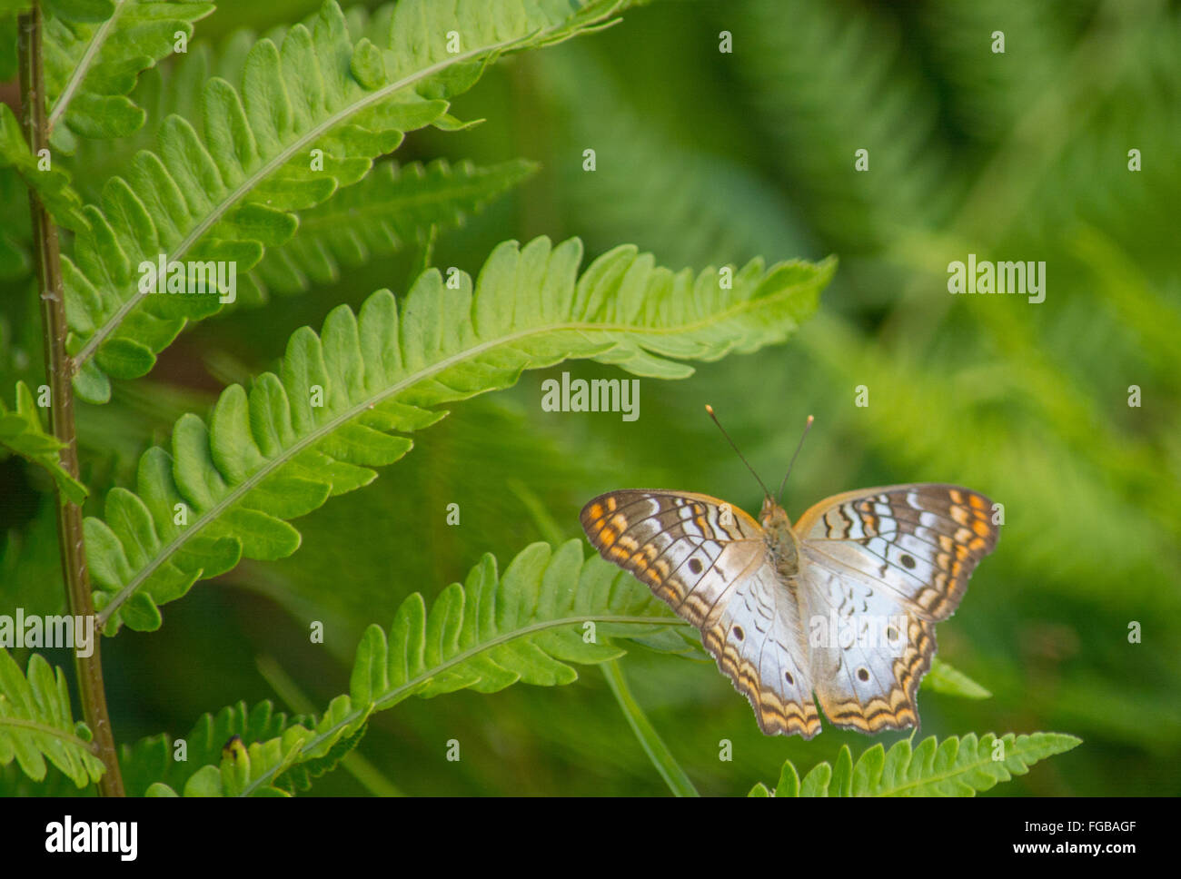 White Peacock Butterfly on Fern Stock Photo - Alamy
