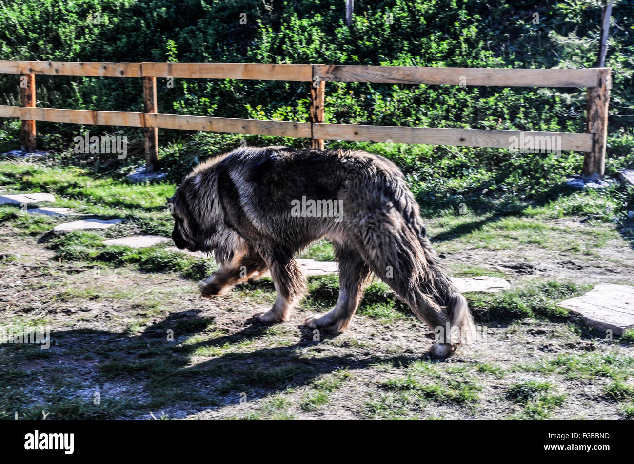 are carpathian shepherd dog noisy