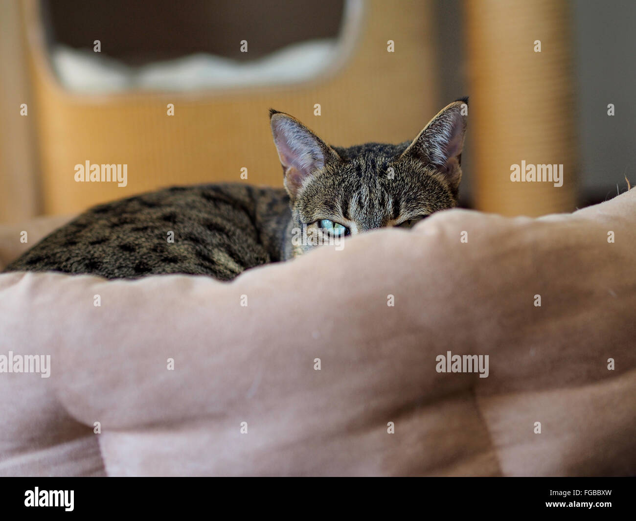 Portrait Of Cat Hiding Behind Sofa At Home Stock Photo Alamy