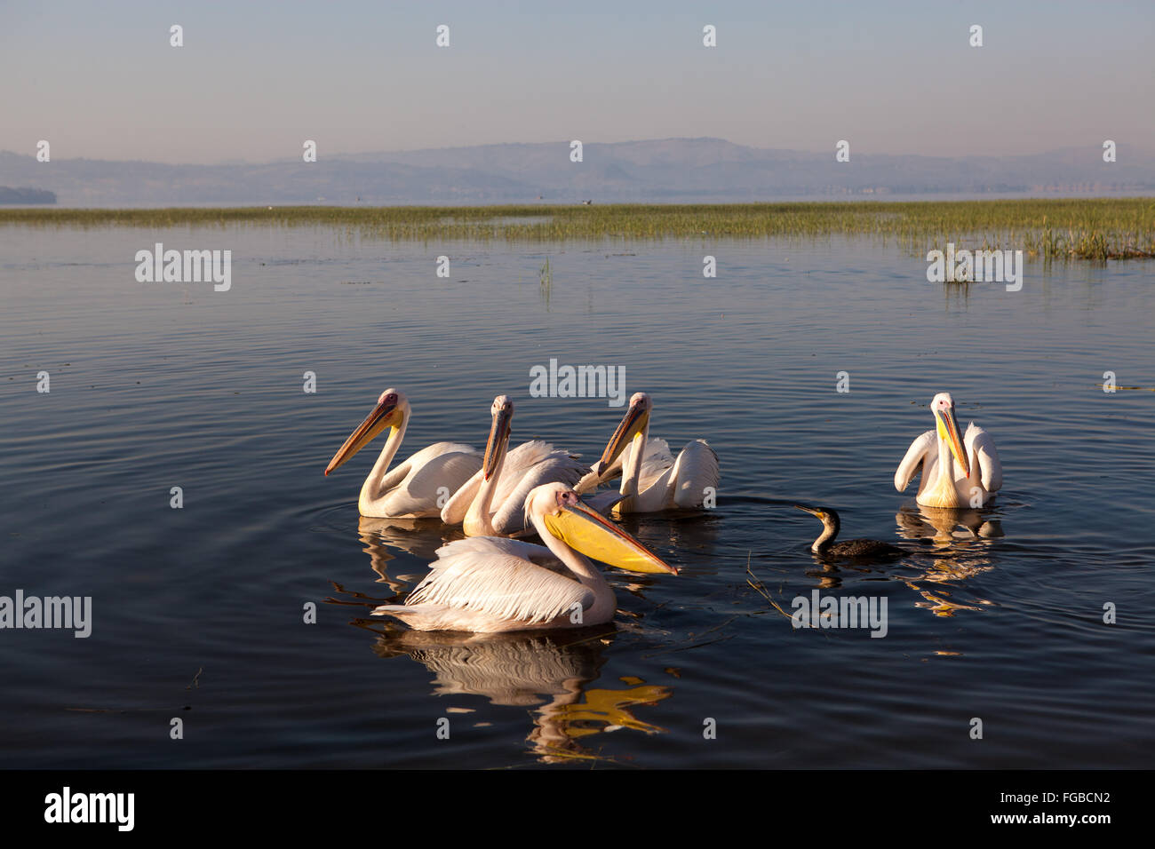 Pelicans on Lake Hawassa, Ethiopia Africa. Stock Photo