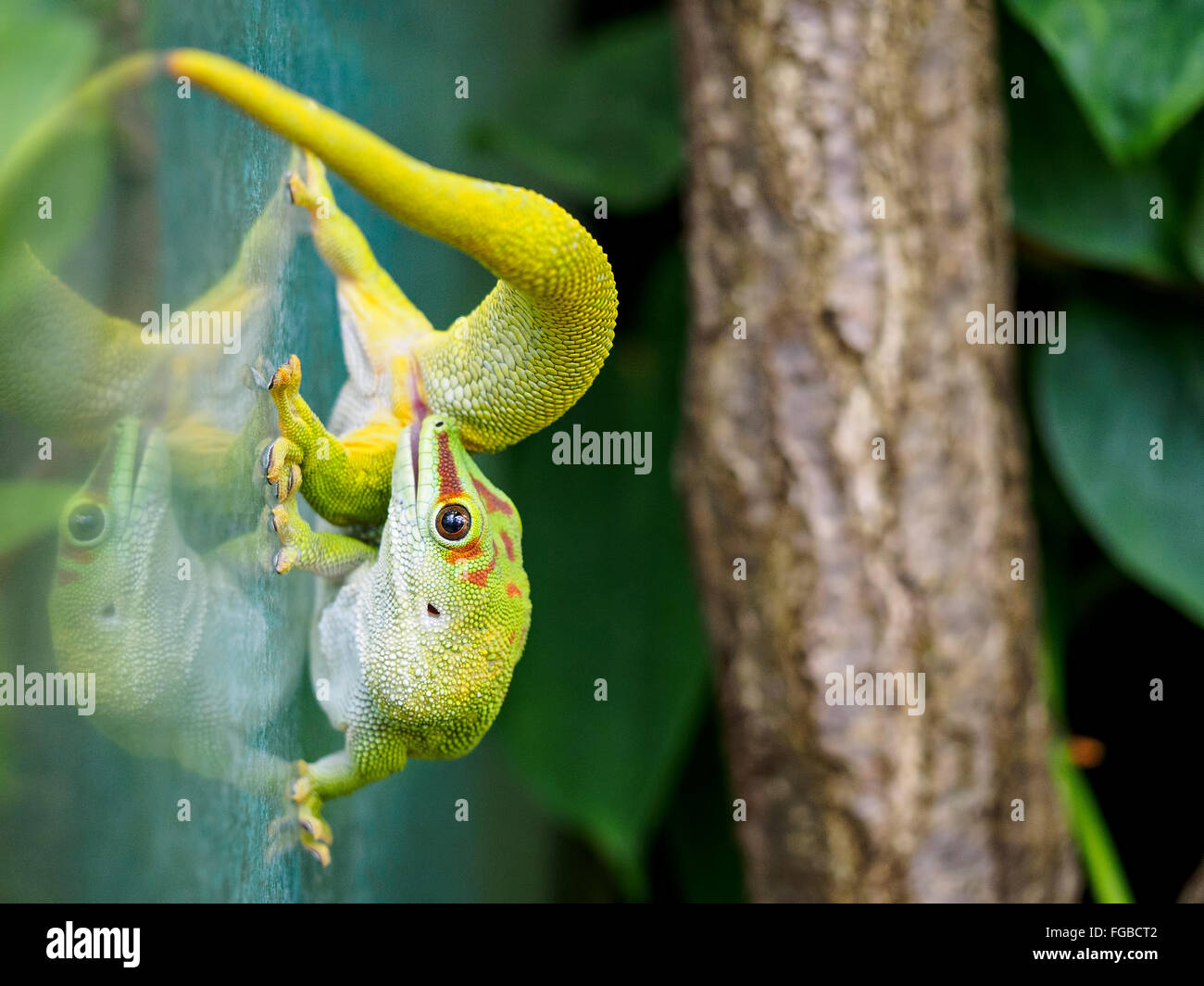 Animal zoo glass hires stock photography and images Alamy