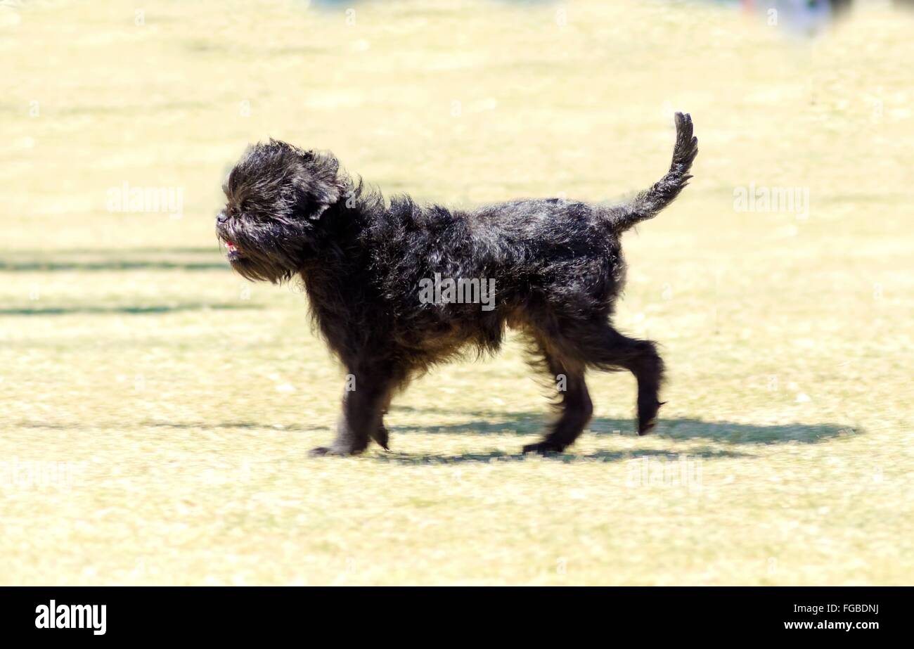 A small young black Affenpinscher dog with a short shaggy wire coat walking on the grass. The Affie looks like a monkey and is a Stock Photo