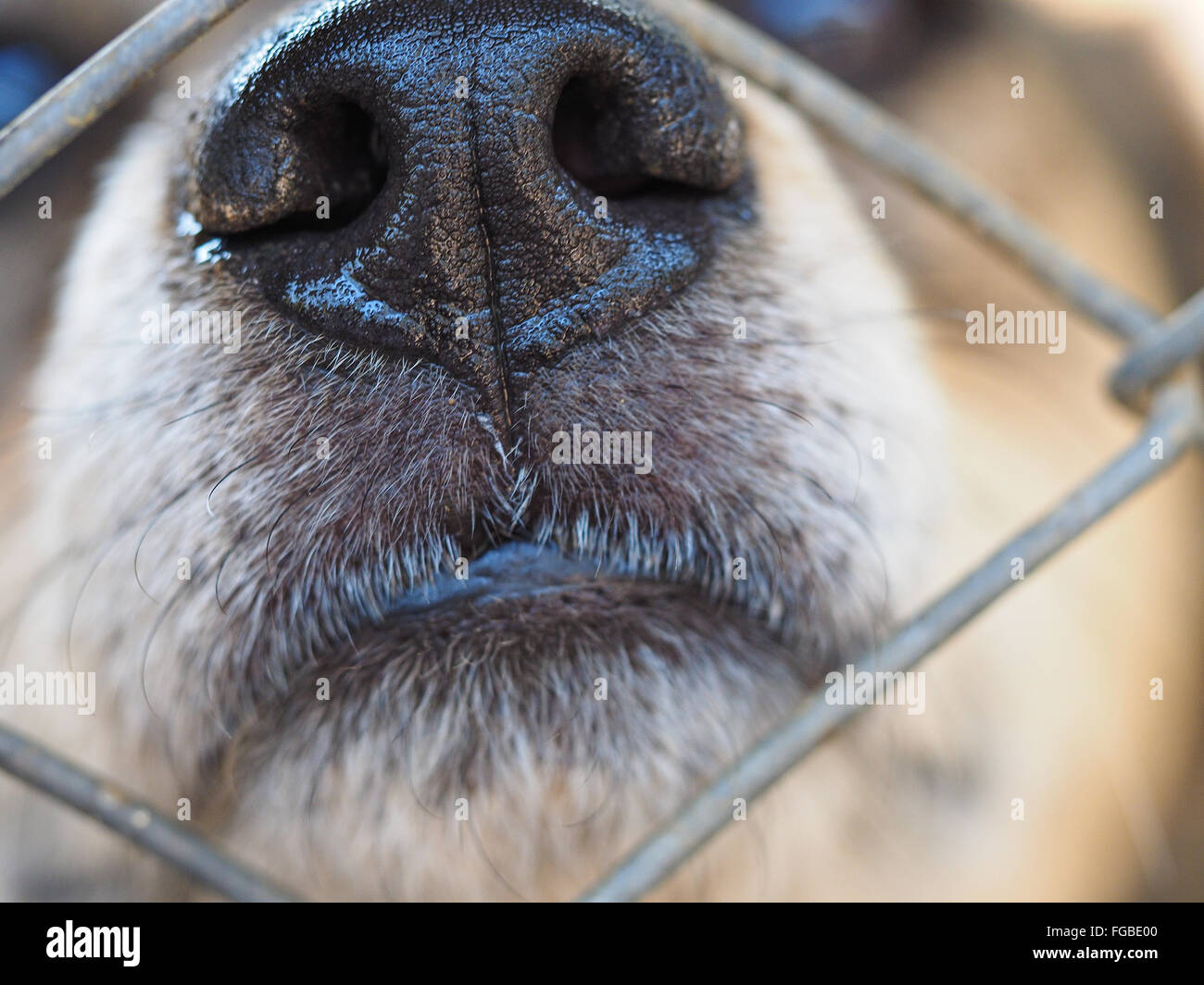 Snout Stock Photos Snout Stock Images Alamy Snout Stock Photos Snout Stock Images Alamy