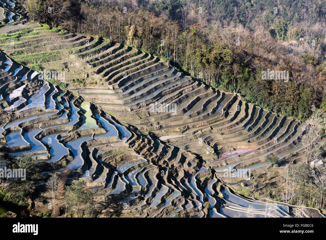 Sustainable farming, rice terraces and forest, Stock Photo