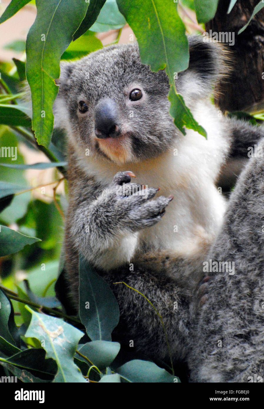 Baby koala Stock Photo