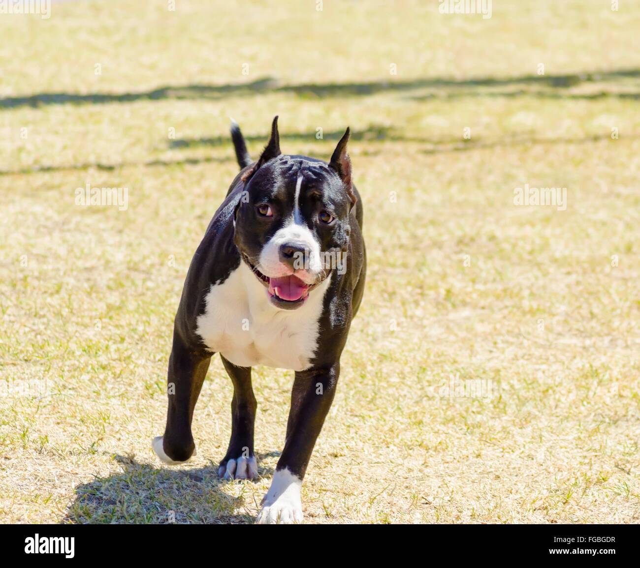 A small, young, beautiful, black and white American Staffordshire Terrier walking on the grass looking playful and cheerful. Its Stock Photo