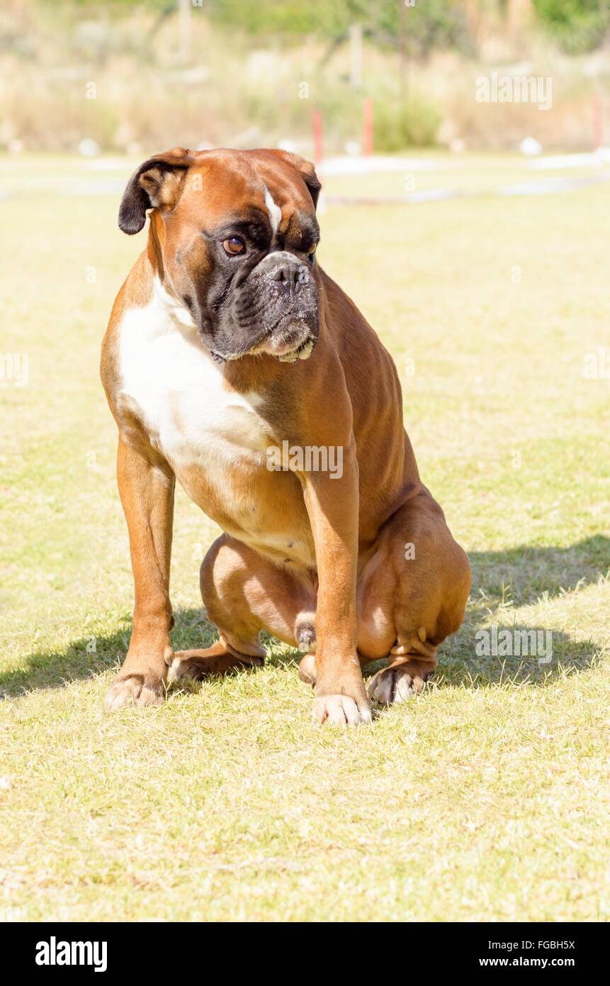 A young, beautiful, fawn red mahogany and white, medium sized Boxer