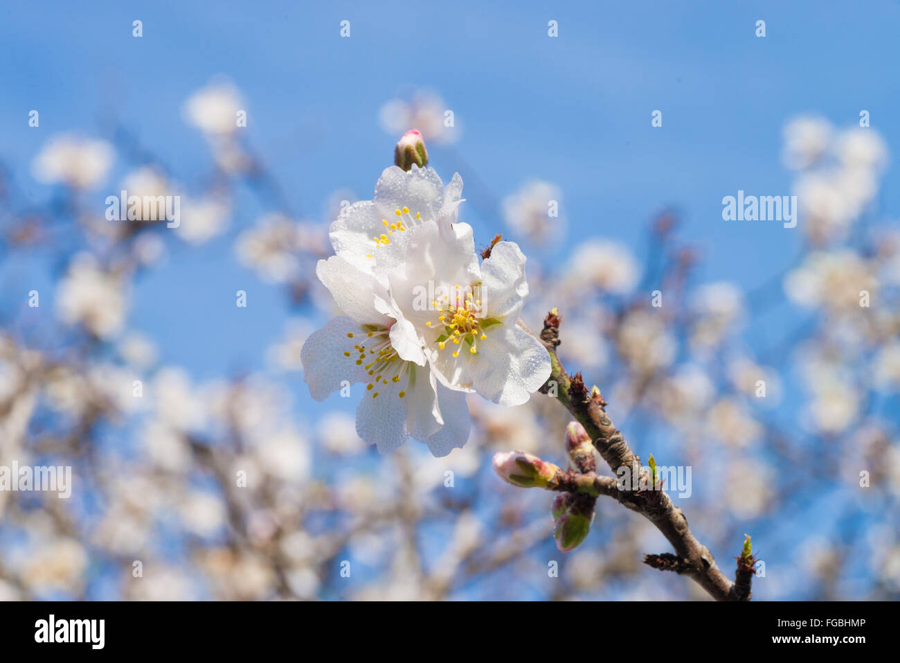 Image showcasing Flowering almond trees against hi-res stock photography and images - Alamy