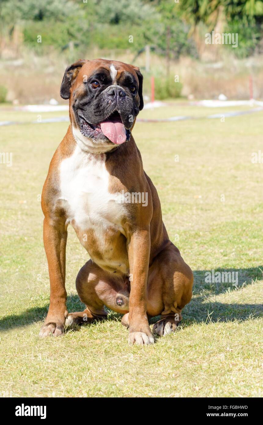 A young, beautiful, fawn red mahogany and white, medium sized Boxer puppy  dog with cropped ears sitting on the grass. Boxers hav Stock Photo - Alamy
