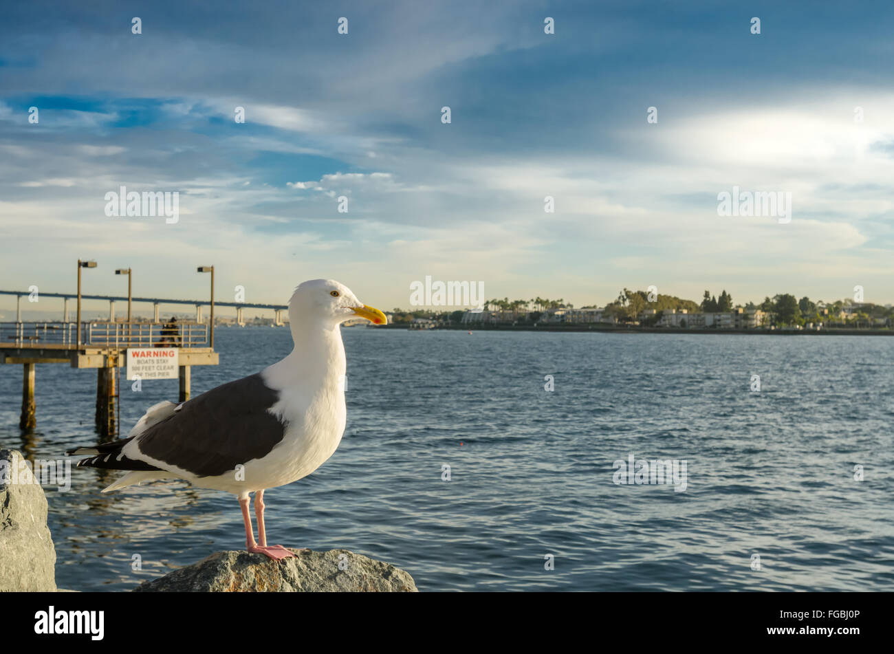 Seagull on rocks facing right over the San Diego marina Stock Photo