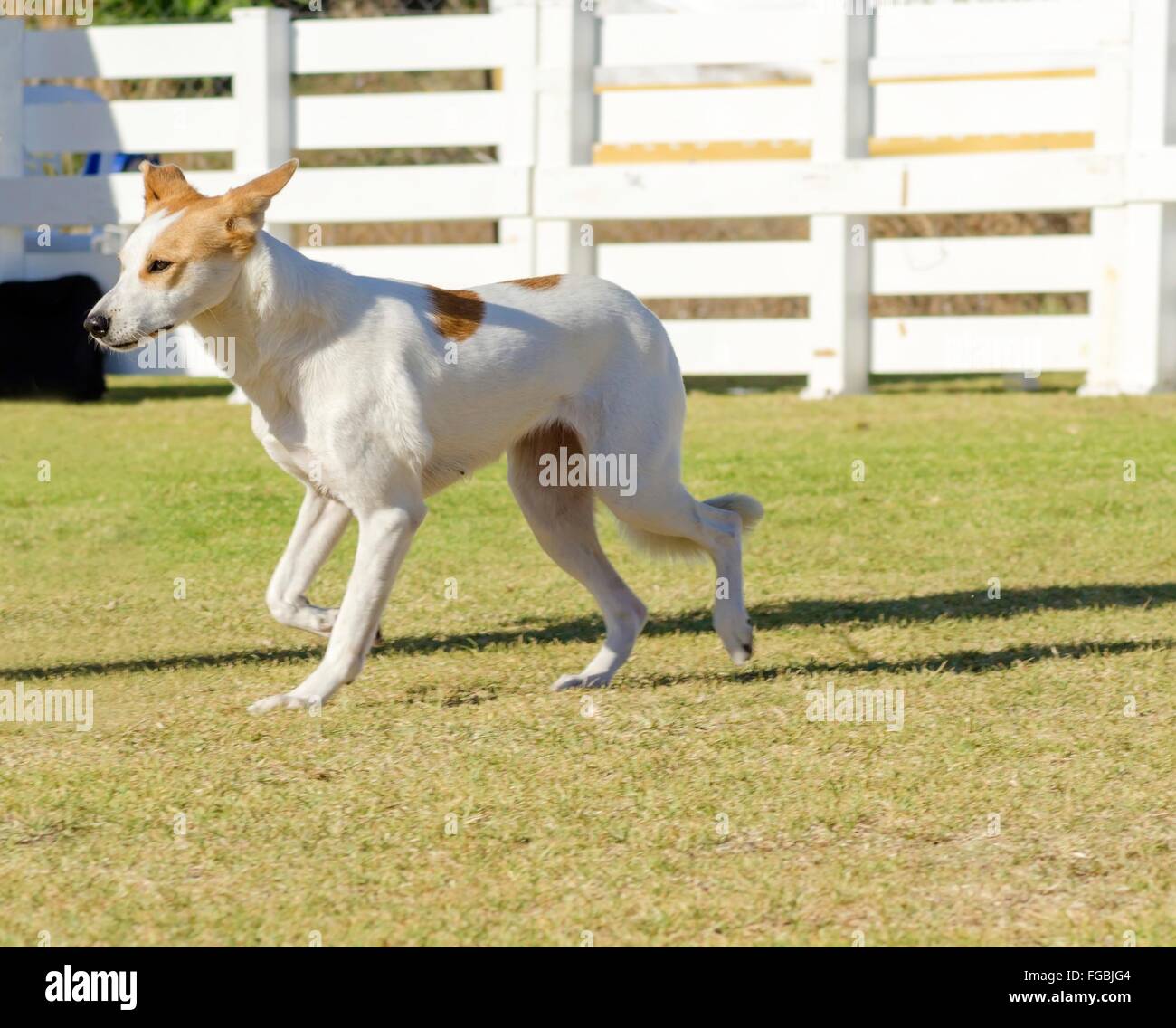 A young beautiful white and cream brown orange sable Canaan