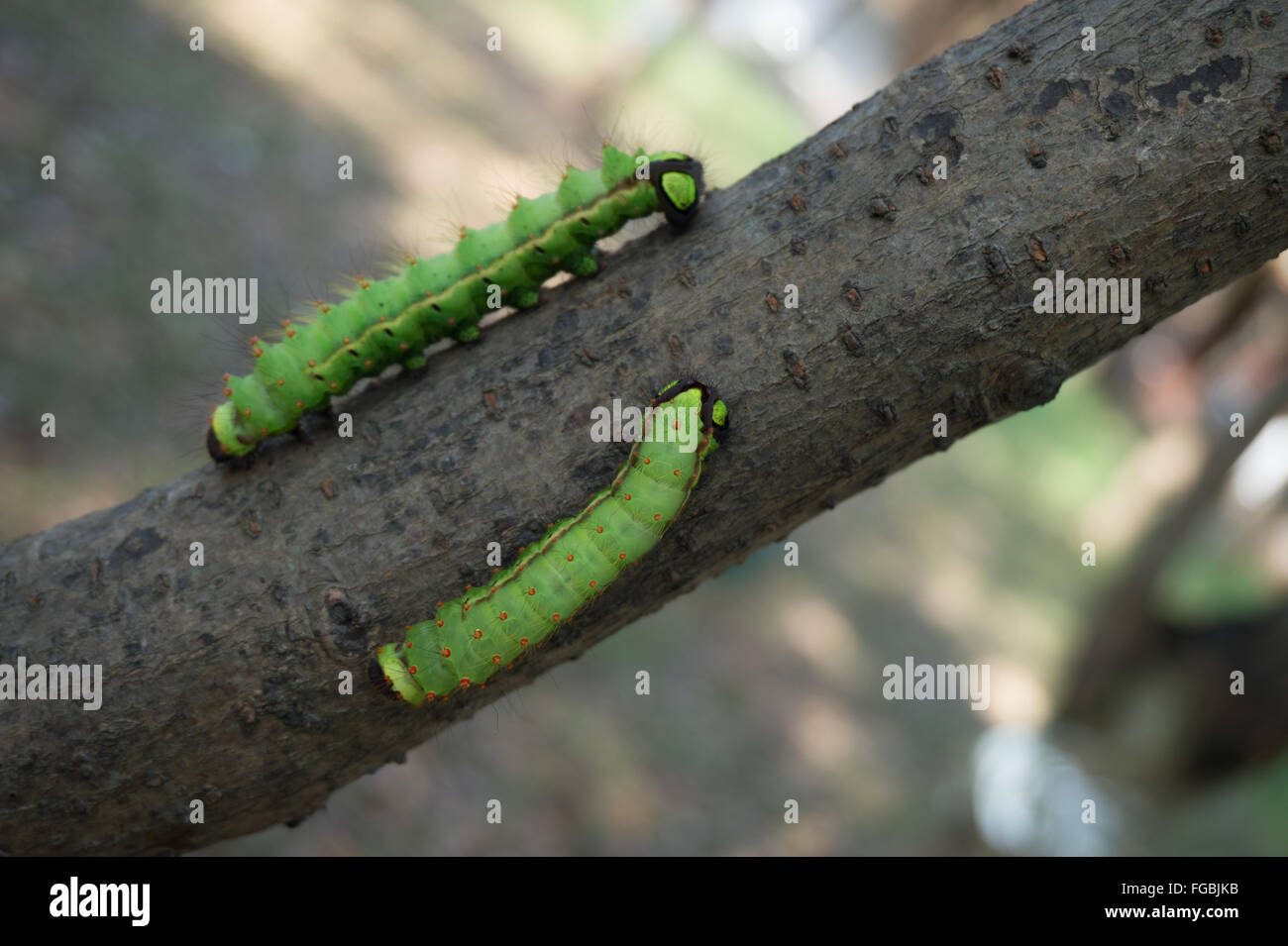Close-Up Of Caterpillars On Wood Stock Photo