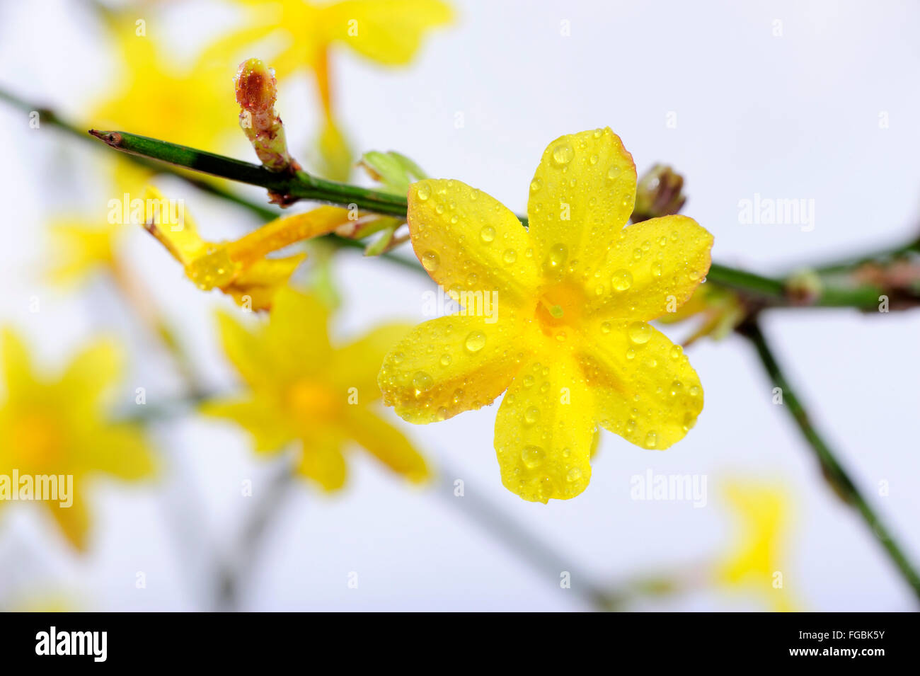 aroma, asia, botanical, bush, bushes, china, flora, florapix, flower, flowers, green, humile, inflorescence, glass, vase, jasmin Stock Photo