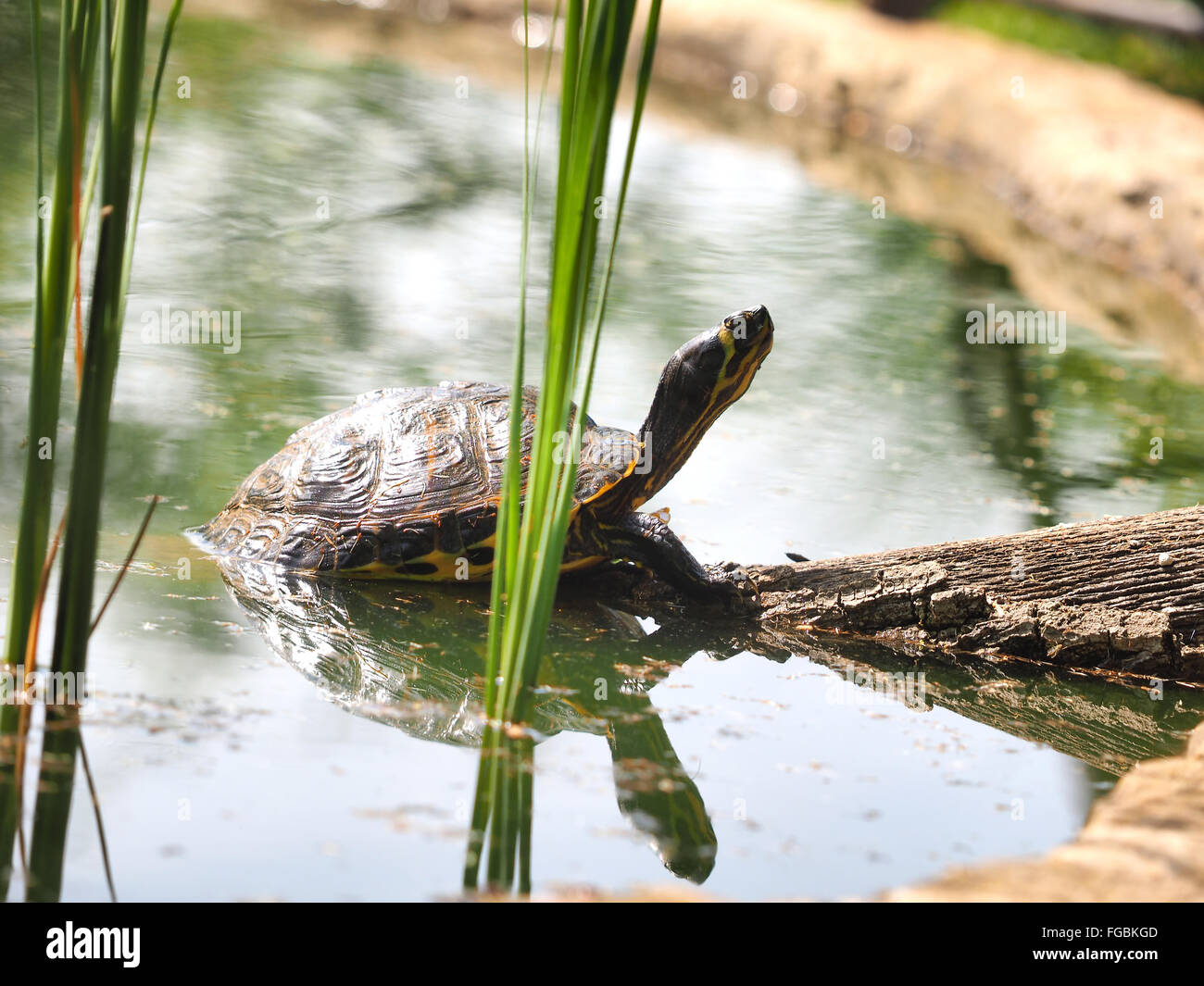 tree branch with sun turtle in the pond lake Stock Photo