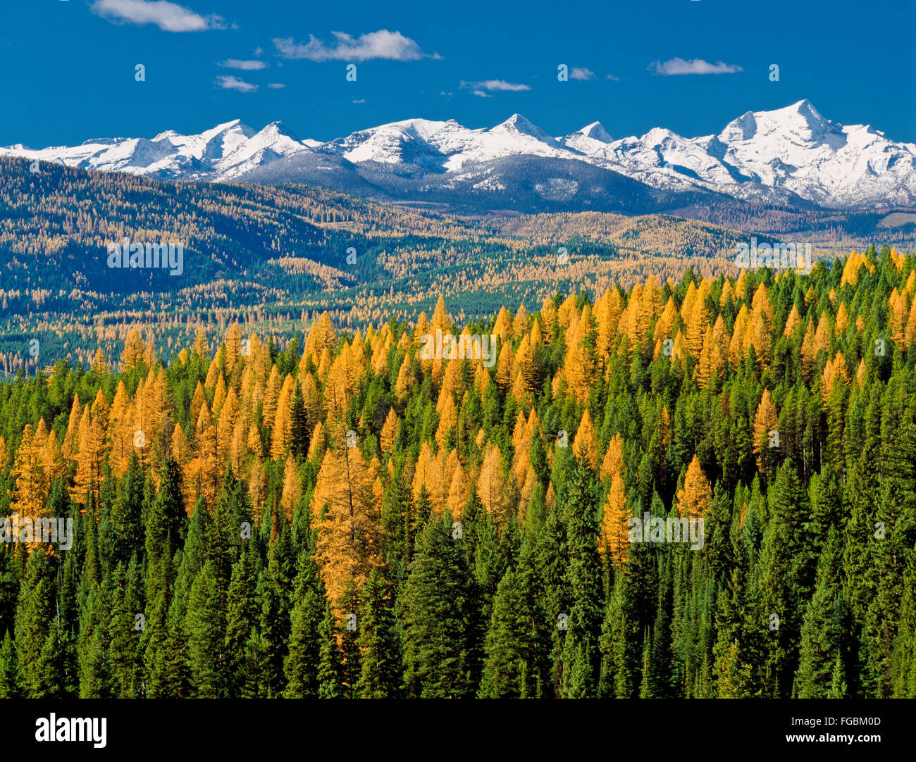 autumn larch in foothills along the seeley-swan valley below the mission mountains near condon, montana Stock Photo