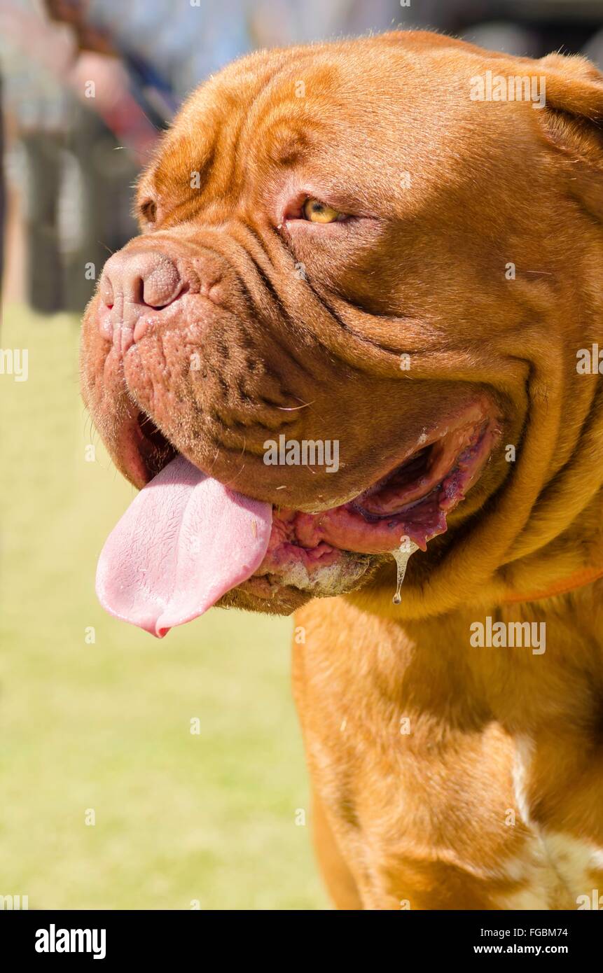 Mahogany dogue best sale de bordeaux