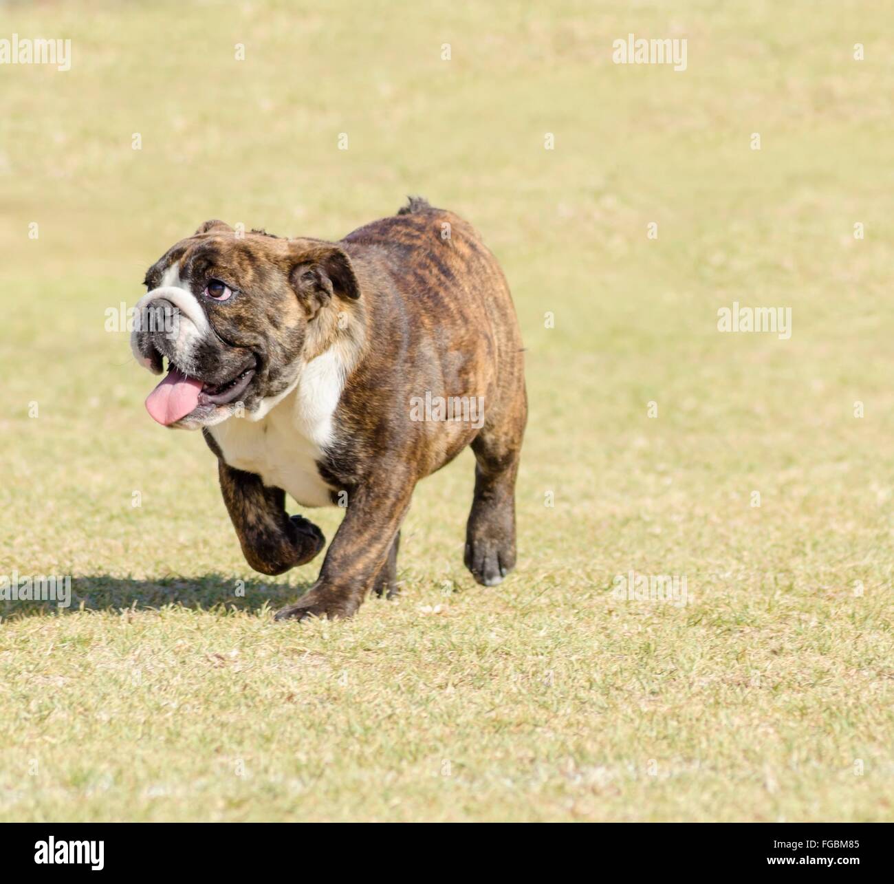 A small, young, beautiful, fawn brown brindle and white English Bulldog running on the lawn looking playful and cheerful. The Bu Stock Photo