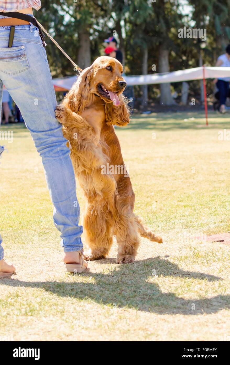A small, young beautiful fawn, red English Cocker Spaniel dog standing on its owners leg, with