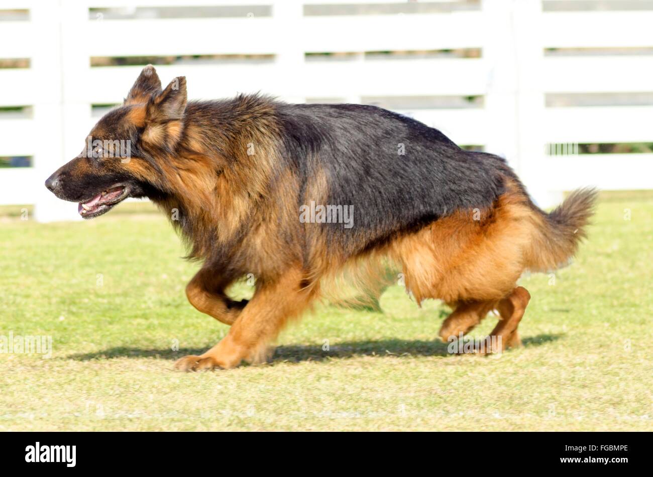 A young, beautiful, black and tan fluffy German Shepherd Dog walking on the grass while looking happy and playful. The Alsatian Stock Photo