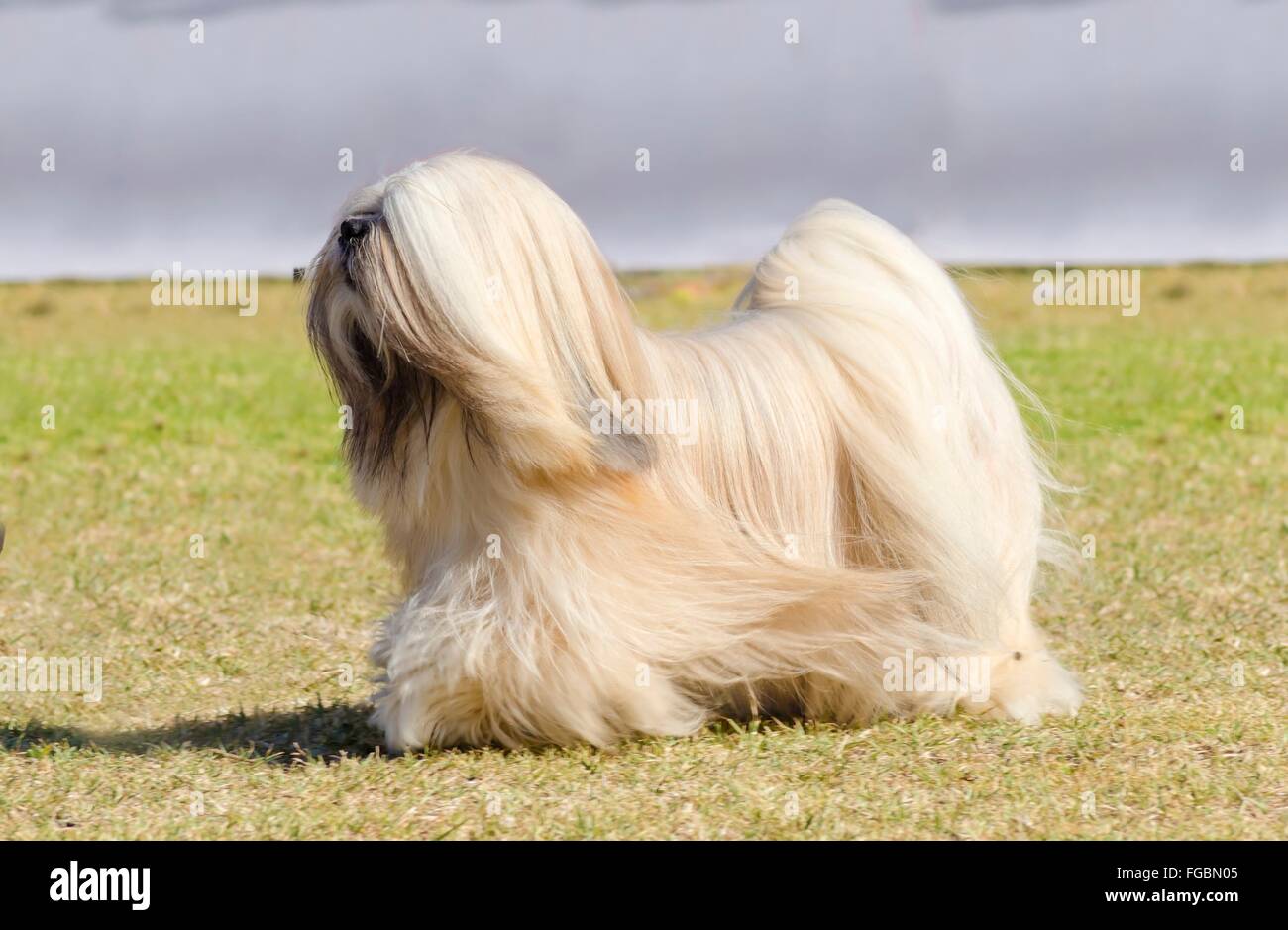 A small young light tan, fawn, beige, gray and white Lhasa Apso dog with a long silky coat running on the grass. The long haired Stock Photo