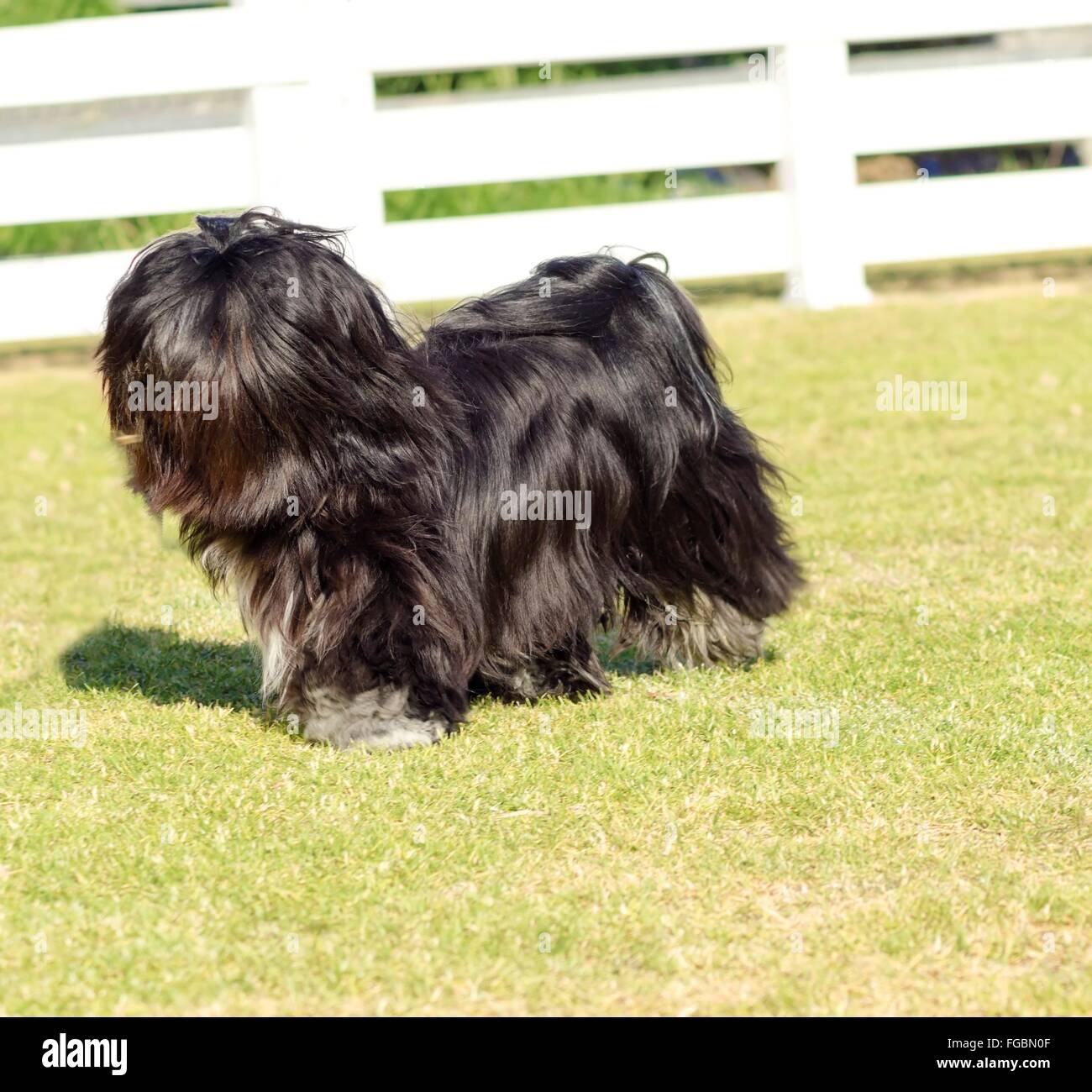 A small young black Lhasa Apso dog with a long silky coat covering its face and eyes running on the grass. The long haired, bear Stock Photo