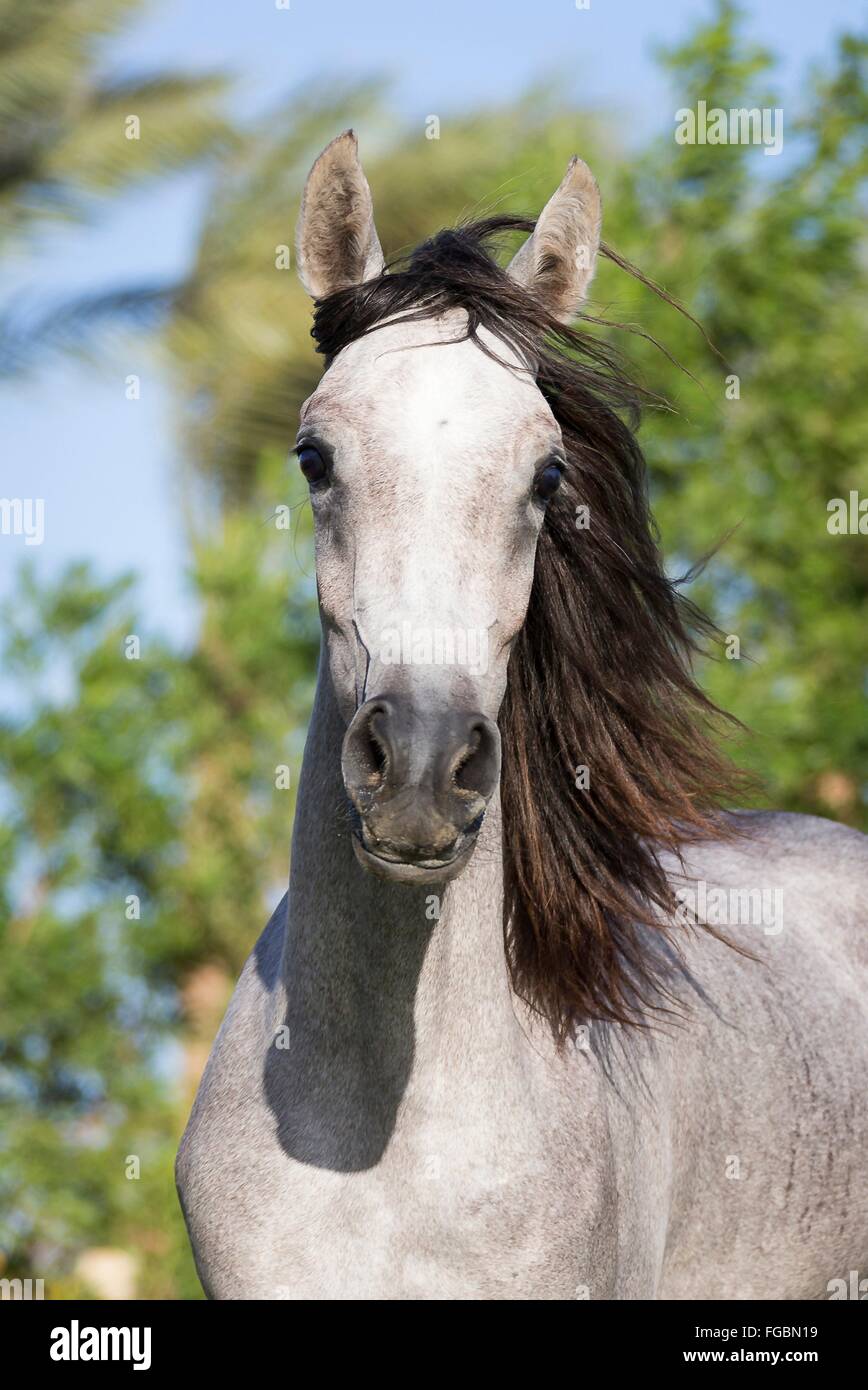 Blue Roan Arabian Horse