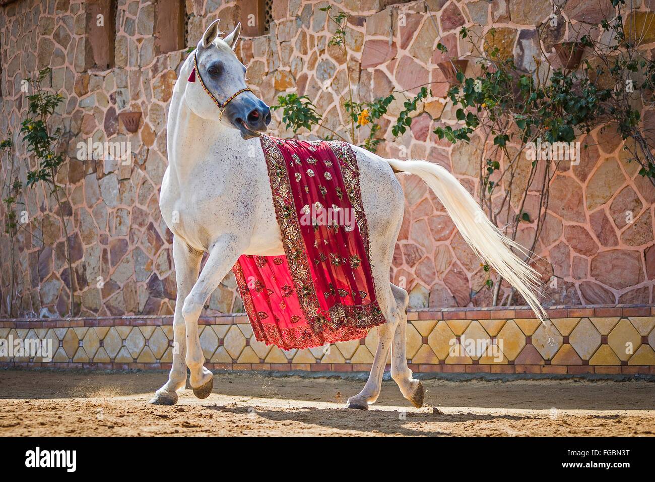 Arabian Horse. Gray mare, calling for its foal. Egypt Stock Photo