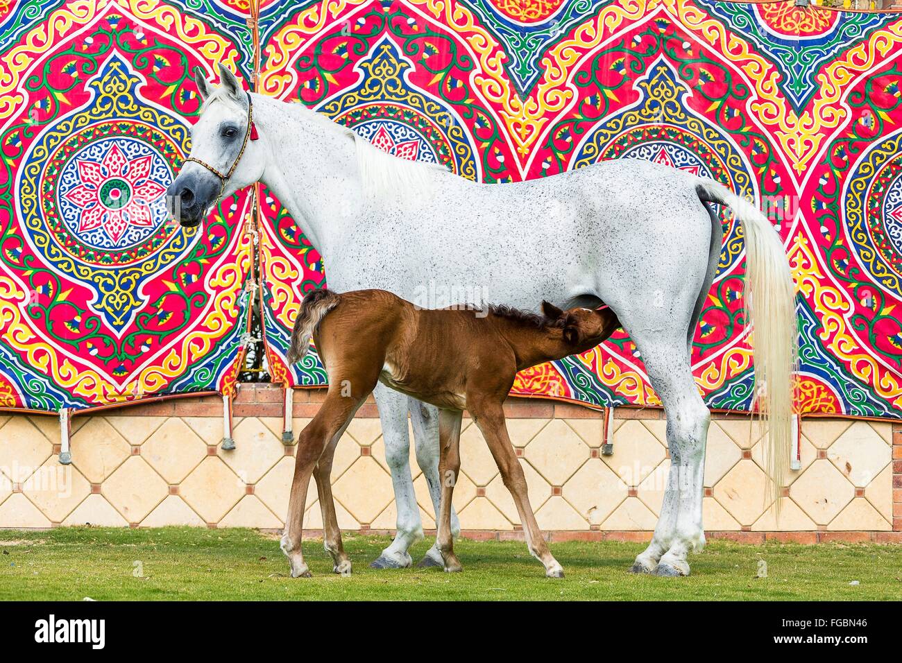 Arabian Horse. Gray mare nursing chestnut foal with a multicolored