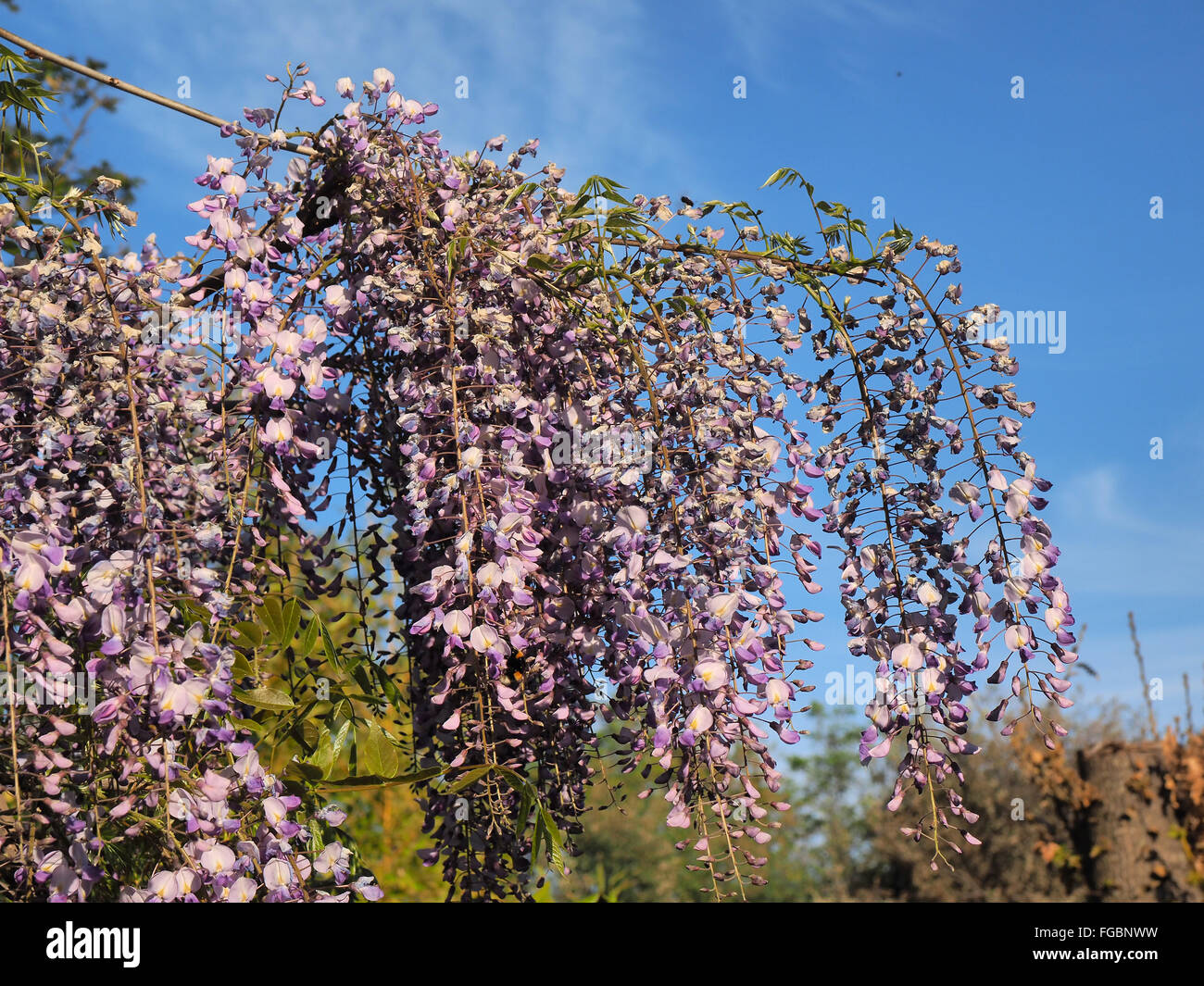 Spring flowers series, purple Wisteria Stock Photo