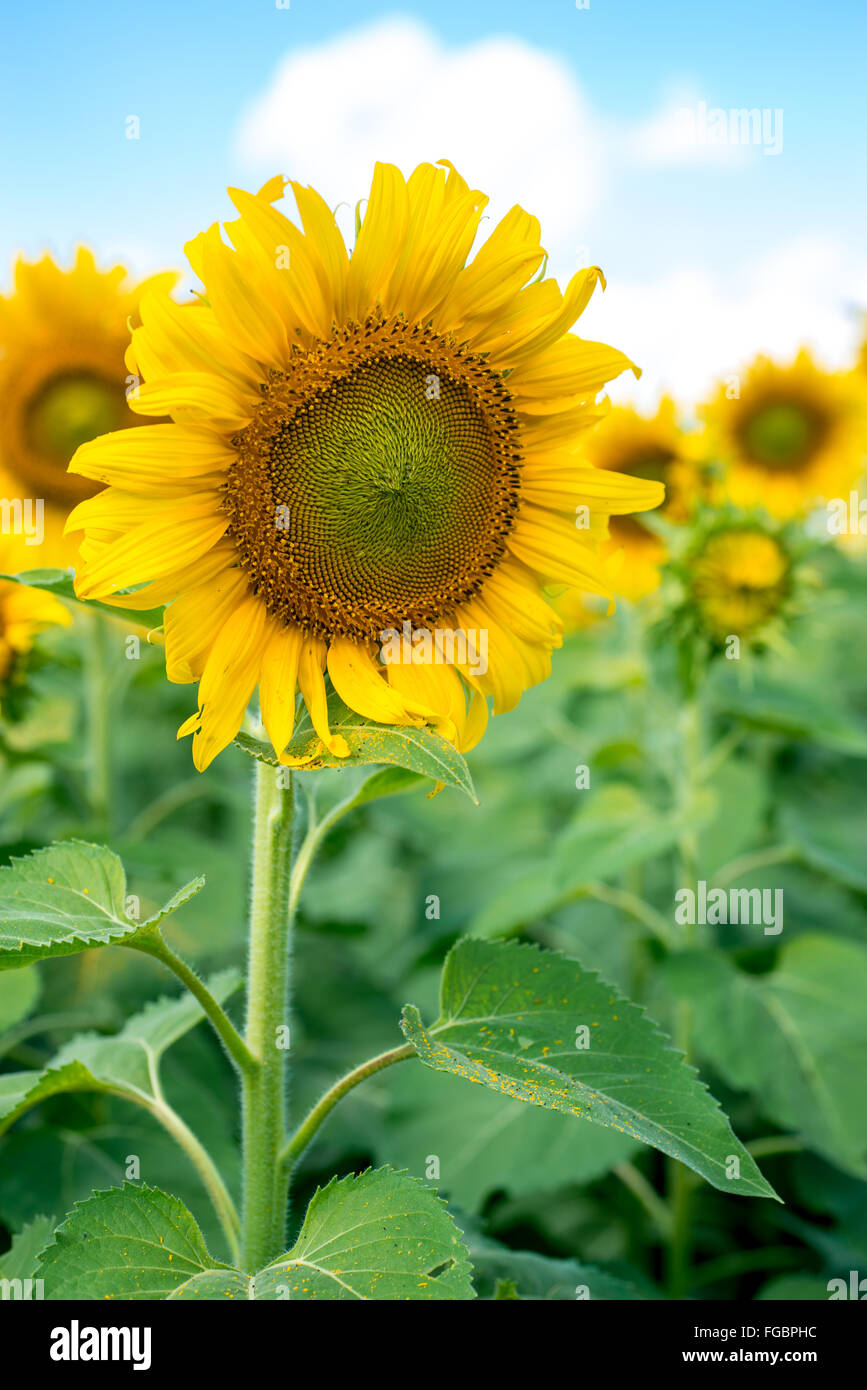 Morning sunflower hi-res stock photography and images - Alamy