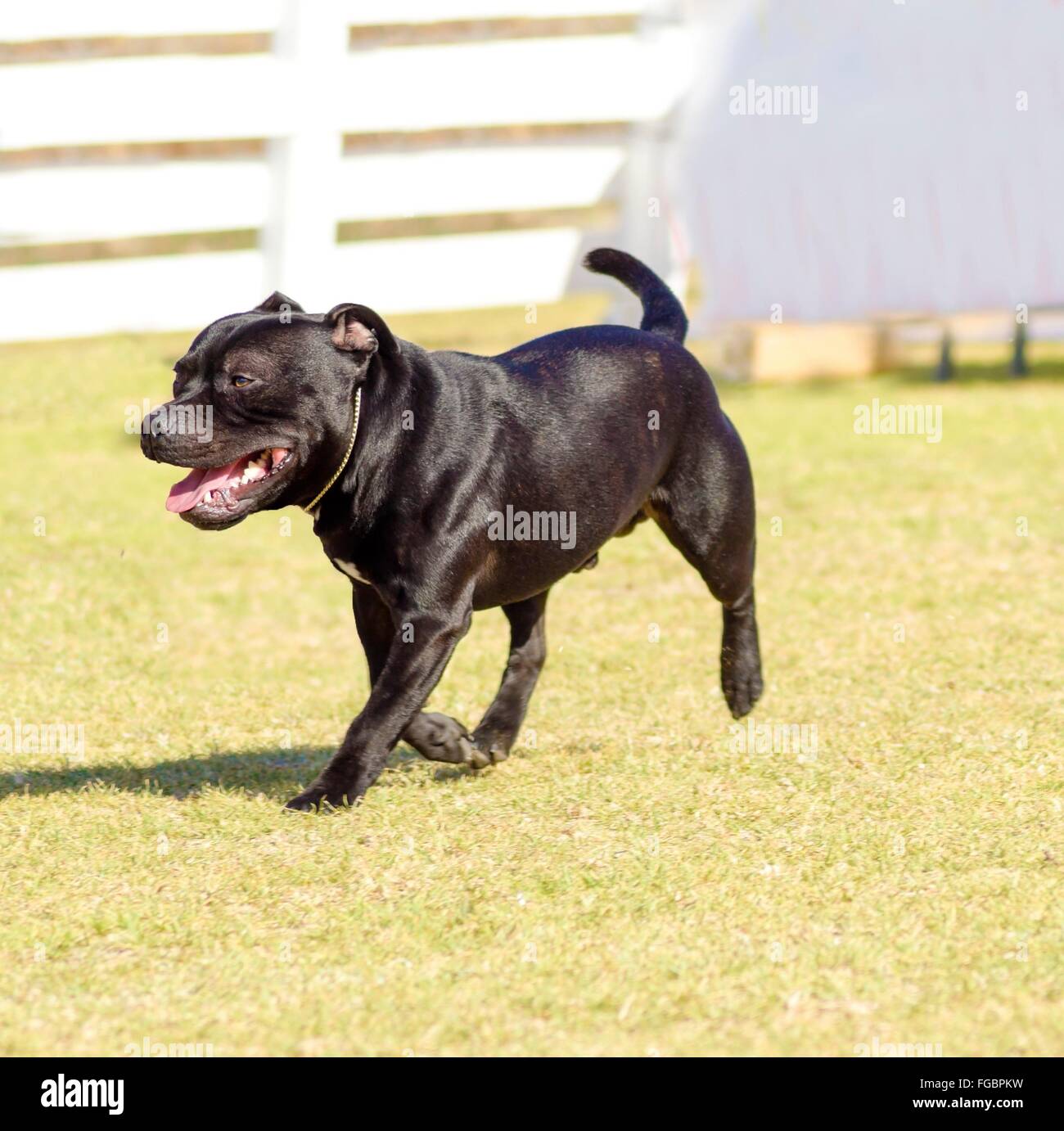 A small, young, beautiful, black Staffordshire Bull Terrier walking on the grass looking playful and cheerful. English Staff dog Stock Photo