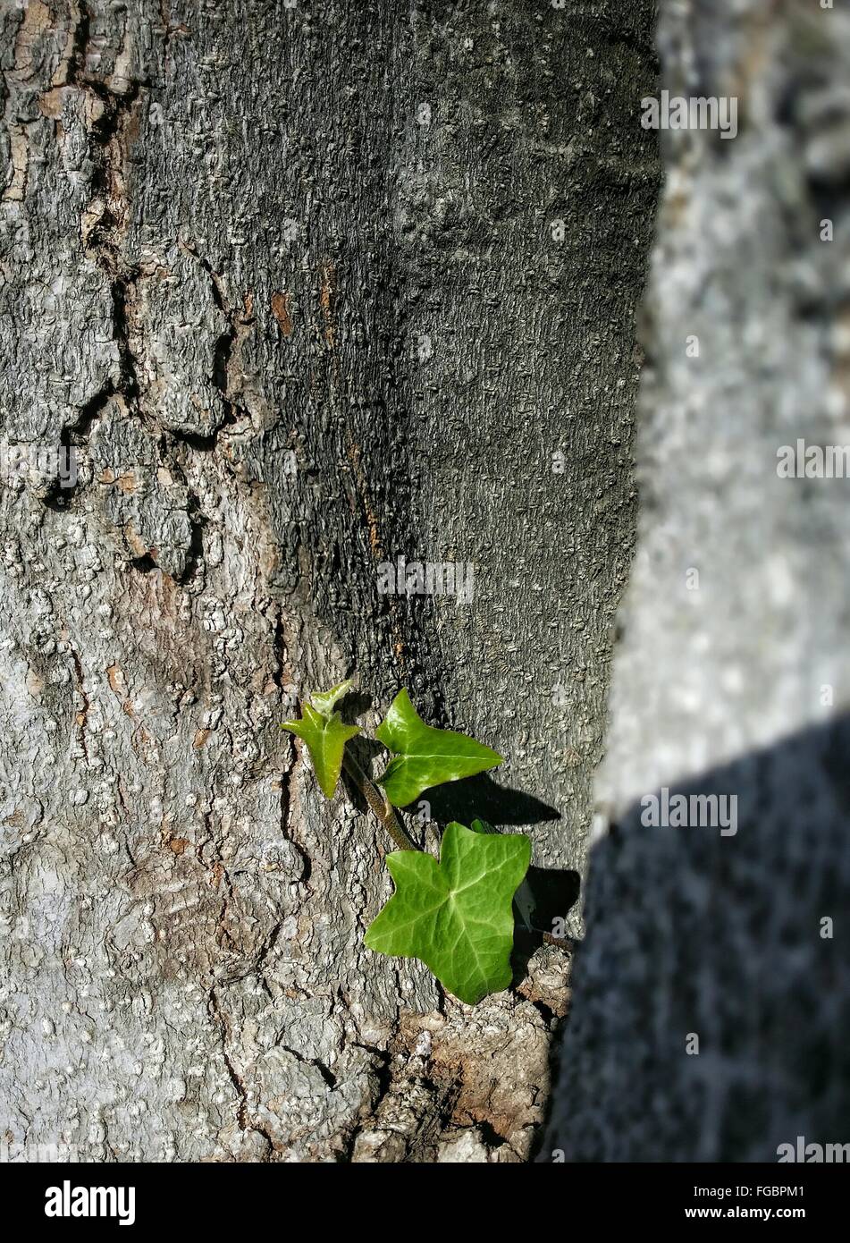 Ivy On Tree Trunk Stock Photo