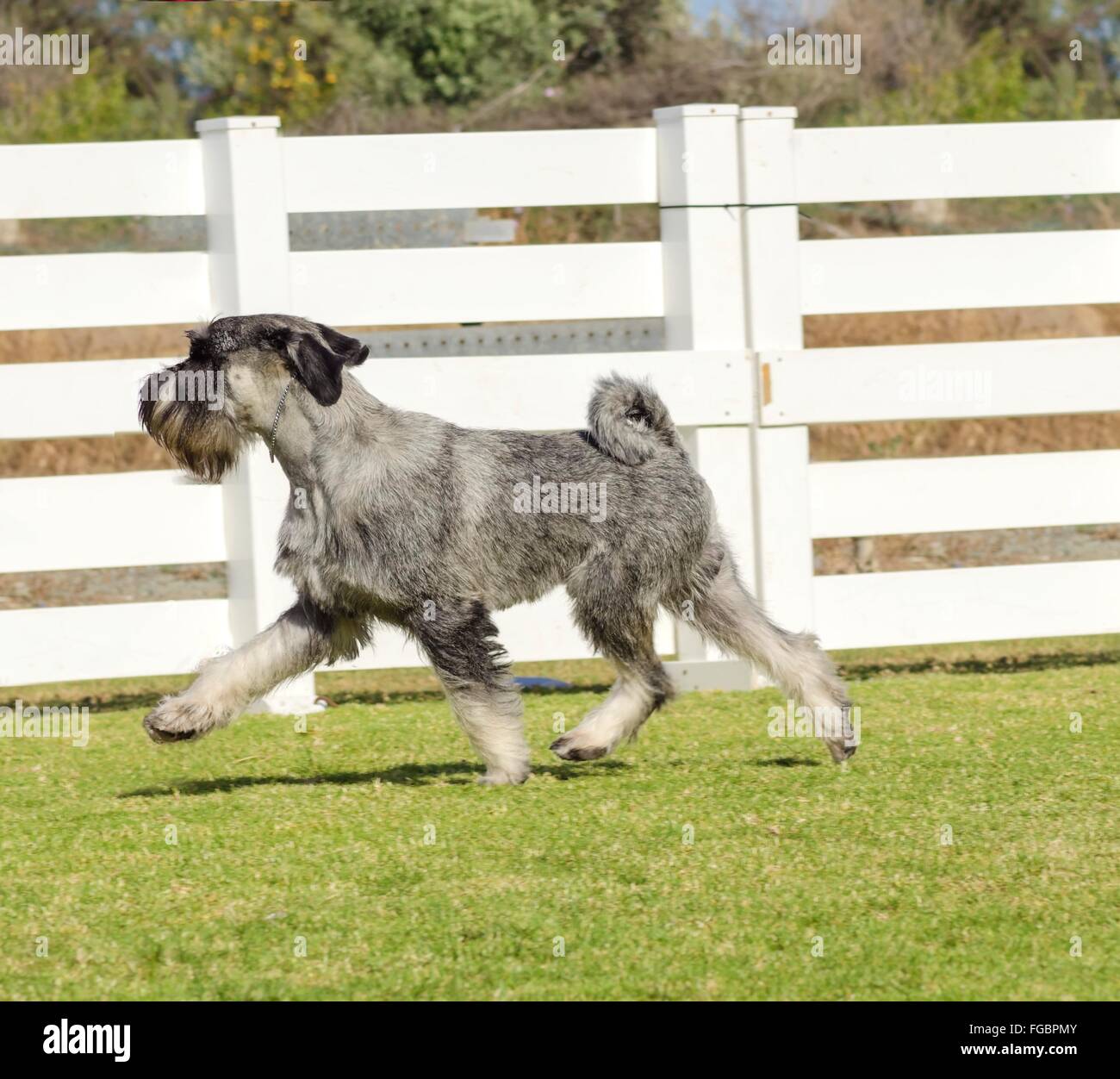 Standard schnauzer hires stock photography and images Alamy