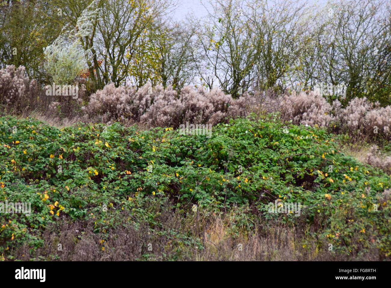 Trees And Plants Growing On Field Stock Photo Alamy