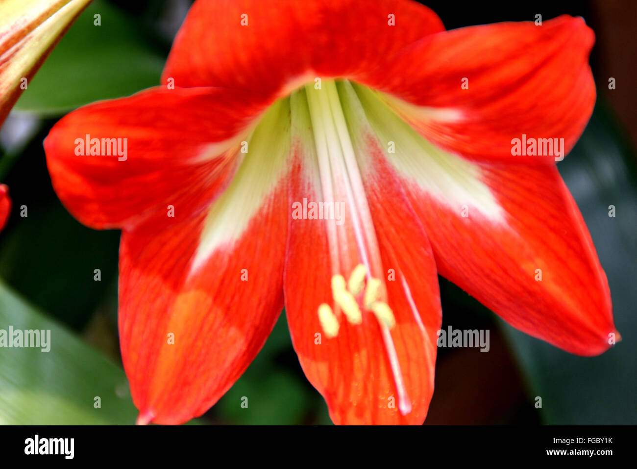 Hippeastrum reginae, Garden Amaryllis, bulbous ornamental herb, with strap shaped leaves and orange red flowers, in umbel Stock Photo