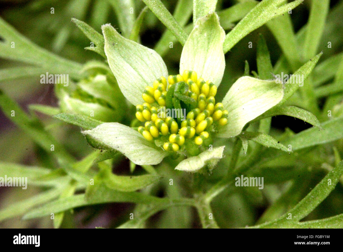 Nigella sativa, black caraway, cultivated annual herb with finely divided leaves and pale white flowers, capsule, black seeds Stock Photo