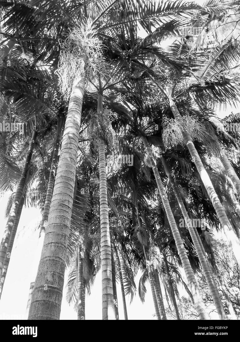 Low Angle View Of Palm Trees Stock Photo - Alamy