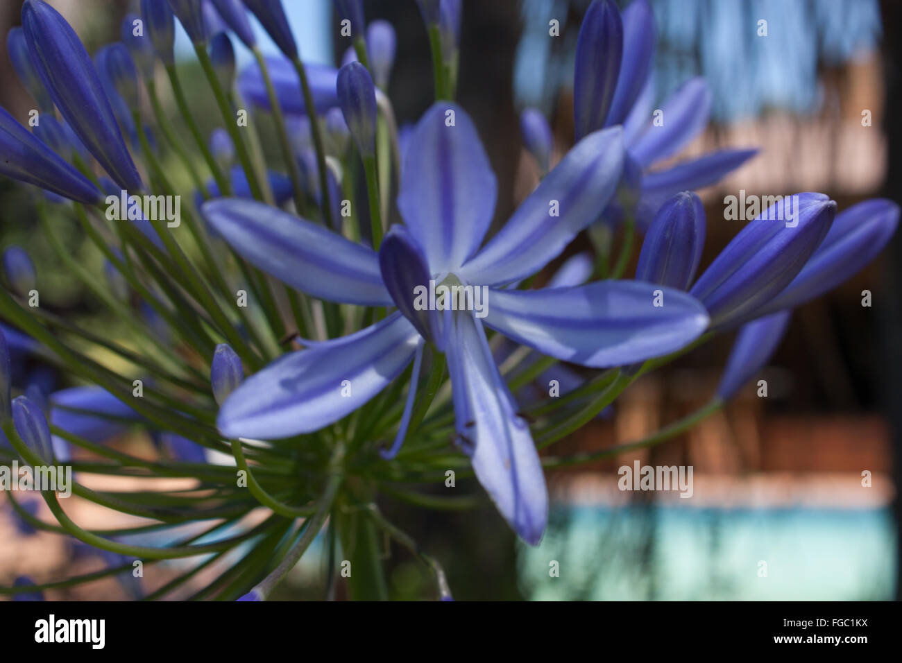 African lily hi-res stock photography and images - Alamy