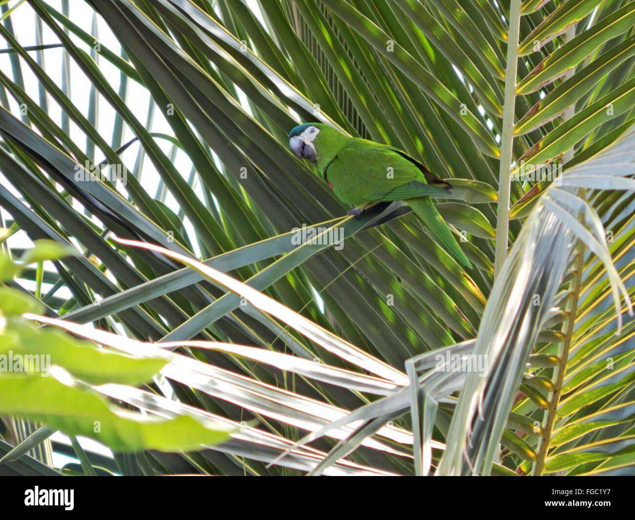 Palm parrot hires stock photography and images Alamy