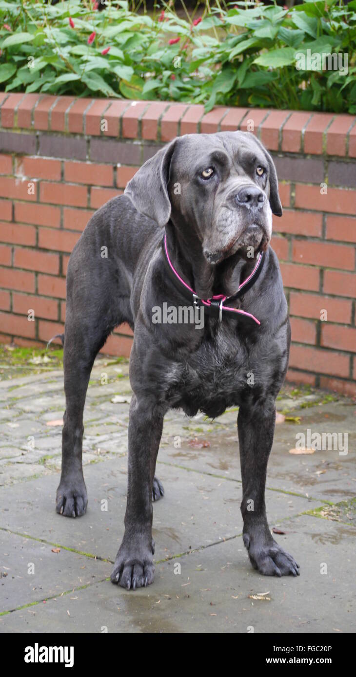 Cane Corso Stock Photos Cane Corso Stock Images Alamy