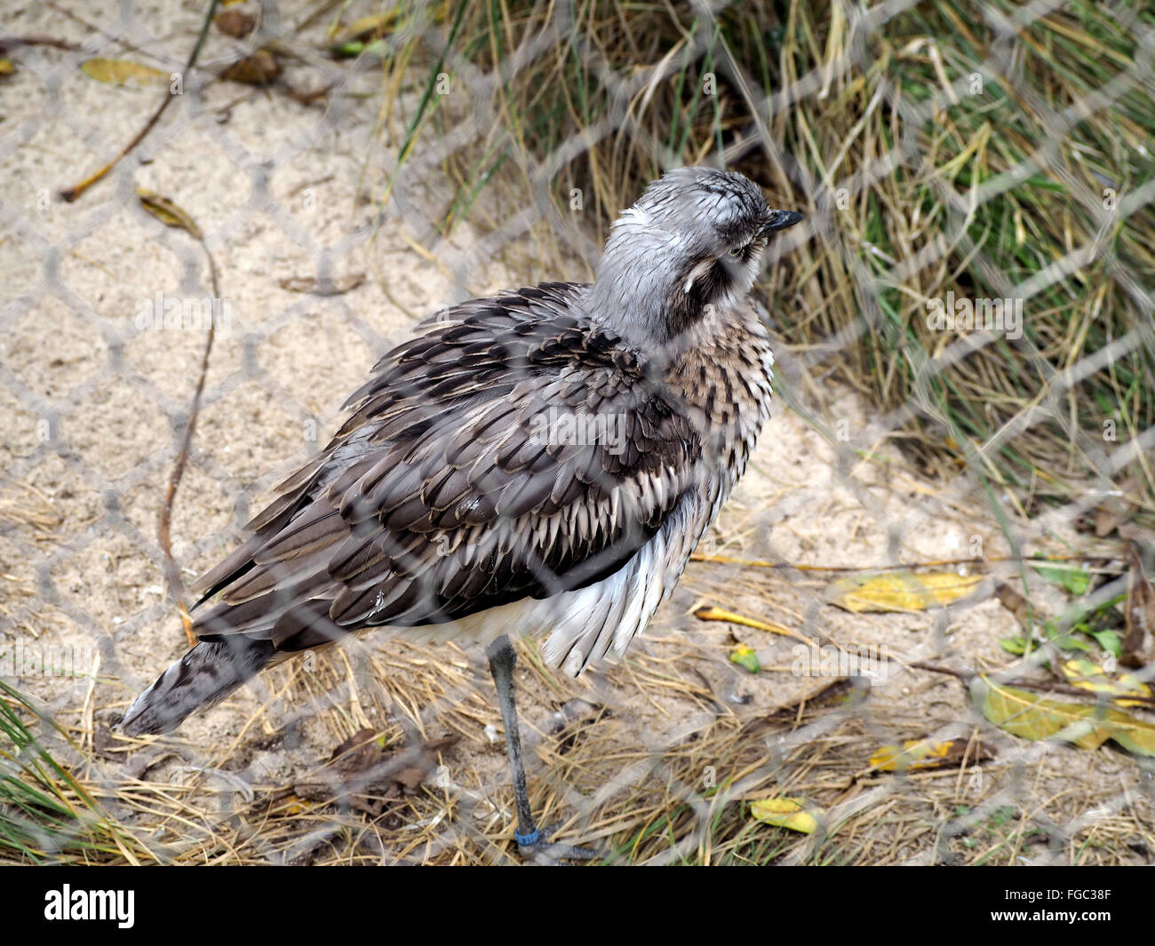 Full length zoo animal animals hires stock photography and images Alamy