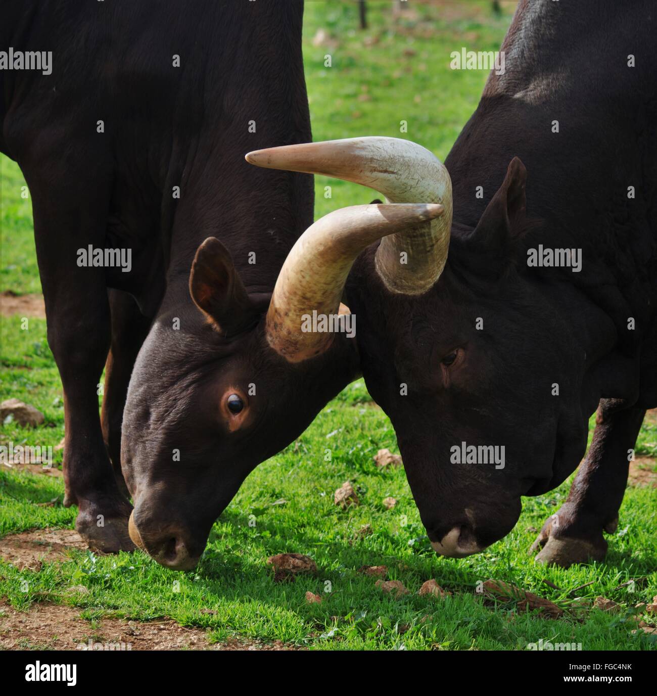 Animals locking horns hires stock photography and images Alamy