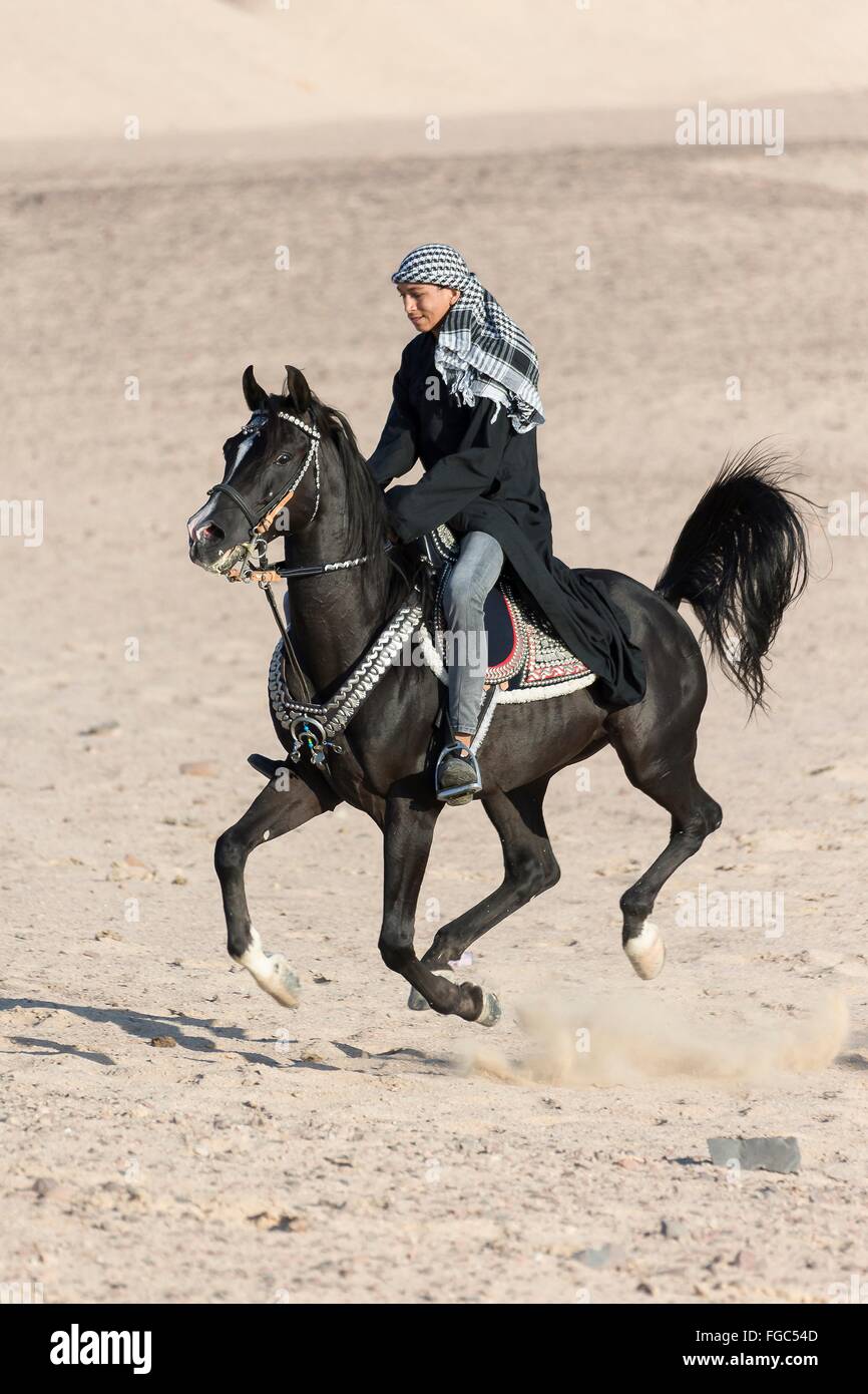 Arabian horse rider in traditional hi-res stock photography and 
