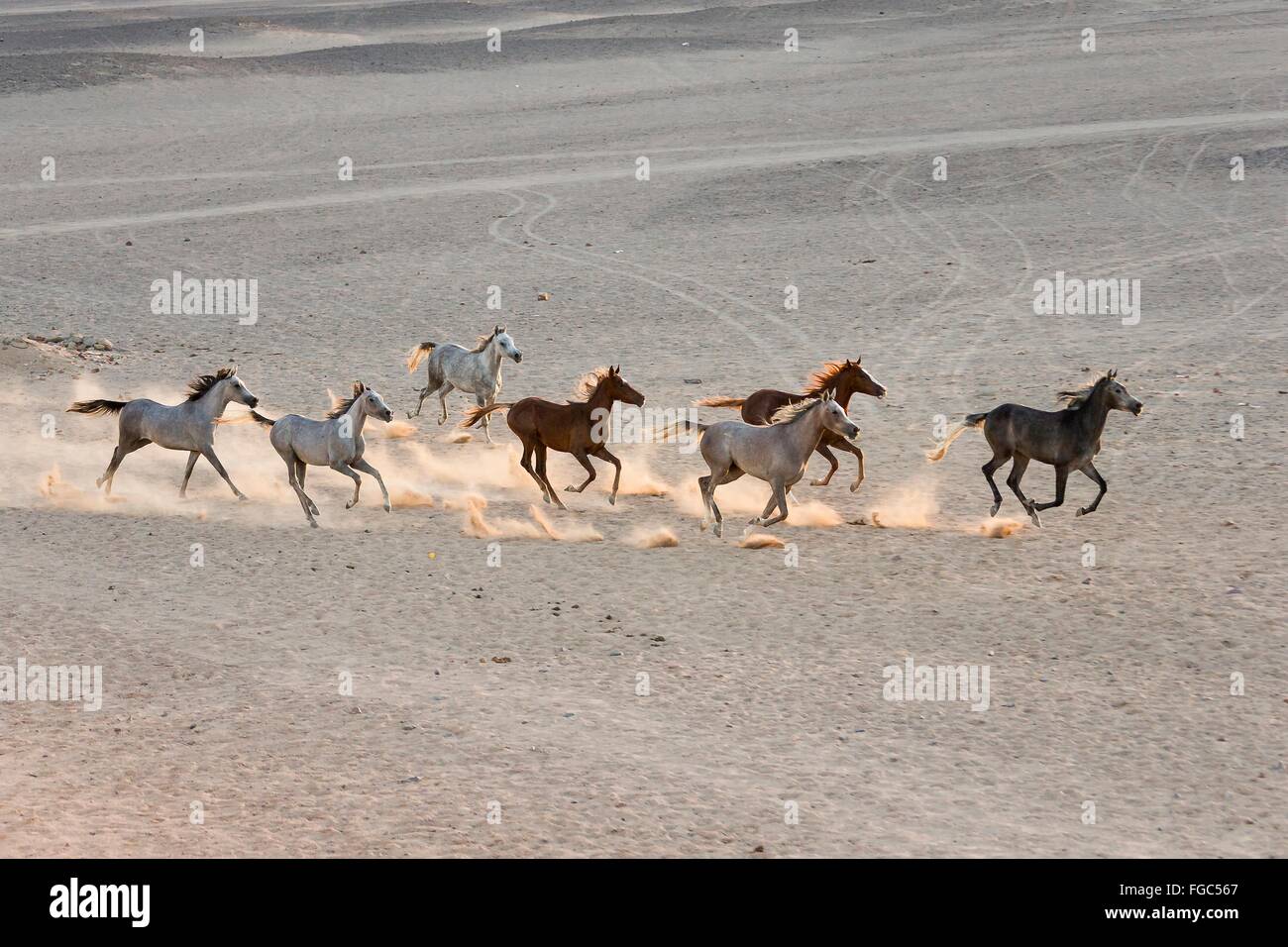 Arabian Horse. Herd galloping in the desert. Egypt Stock Photo