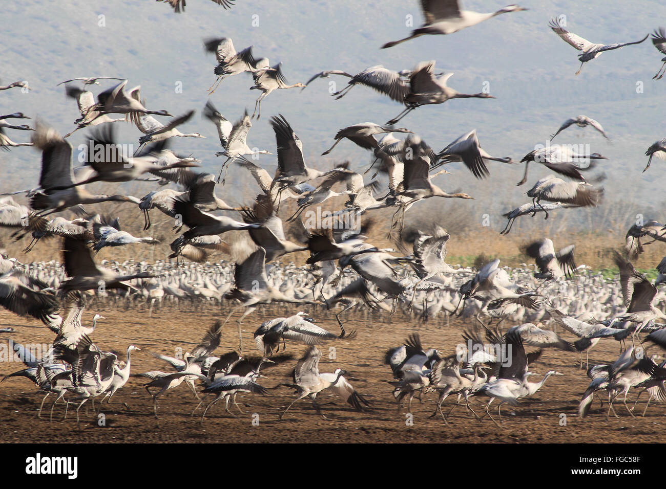 Hula Valley High Resolution Stock Photography and Images - Alamy