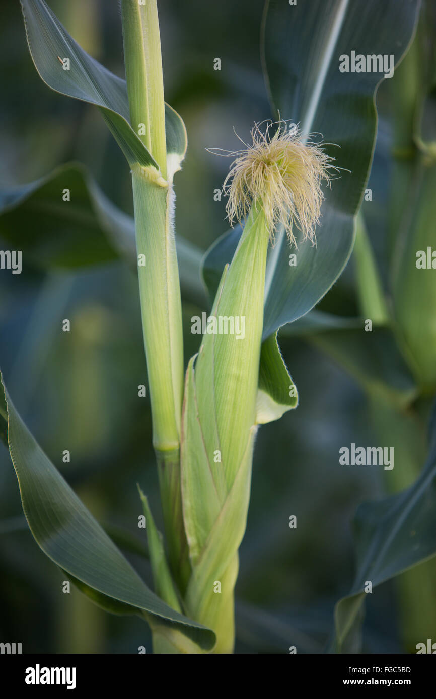 Rows of corn stalks hires stock photography and images Alamy