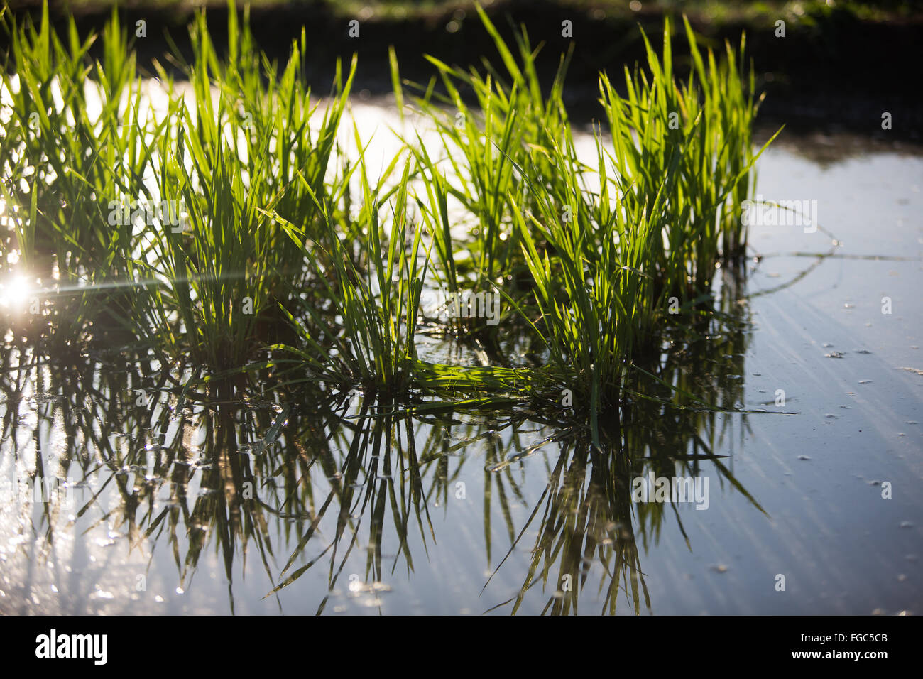 Carolina rice hi-res stock photography and images - Alamy