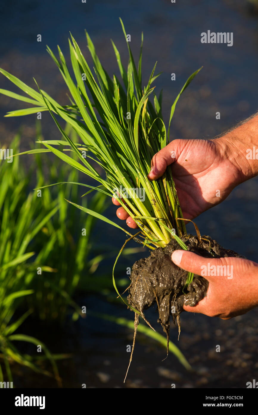 Rice plant in field near Charleston, South Carolina Stock Photo Alamy